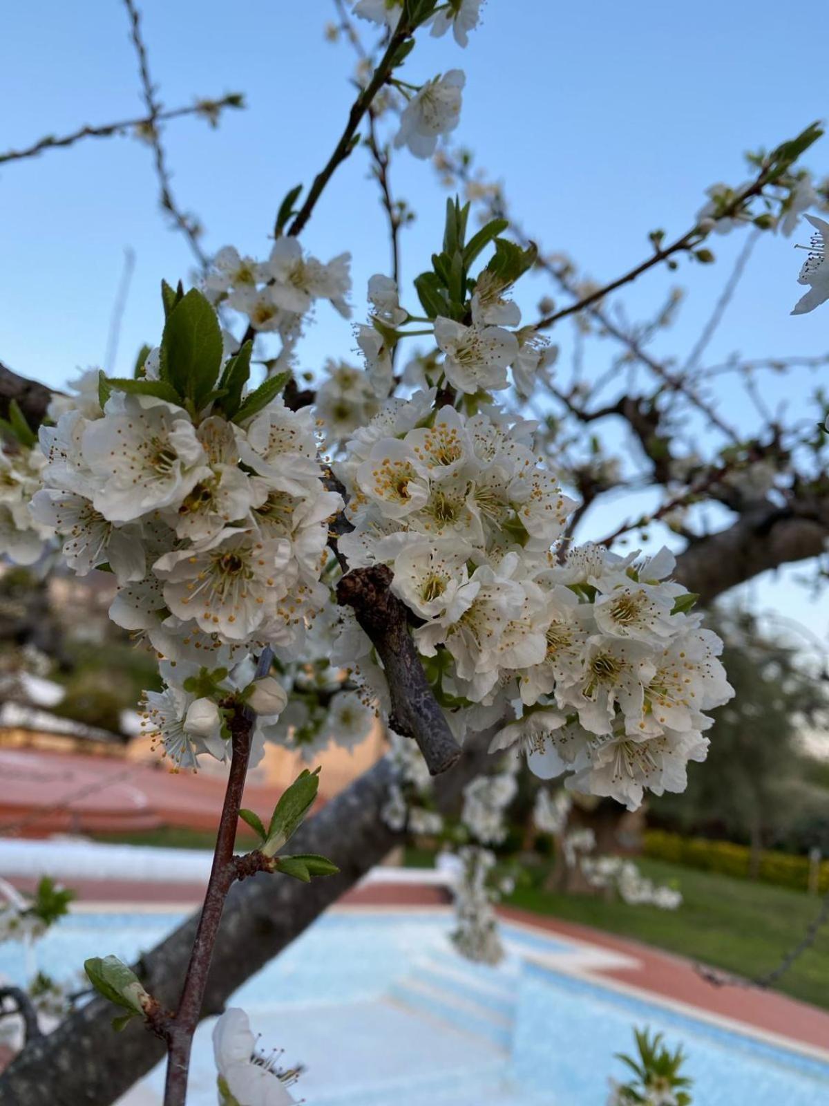 B&B La Rosa Σαλέρνο Εξωτερικό φωτογραφία